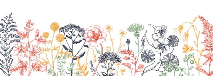 Summer background with field flowers in sketch style. Hand drawn wildflowers border in color. Herbs, meadows, flowering plants vector illustrations. Floral design for banner, web, packaging, print